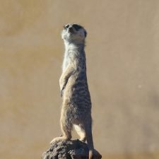 Meerkat.Real